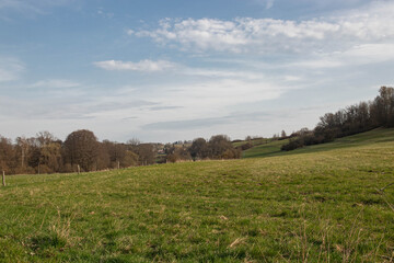 Obraz premium Picturesque spring meadow with lush grass and trees under soft daylight. Landscape with emphasis on grass texture and horizon line. Suitable for backgrounds on environmental themes, travel.