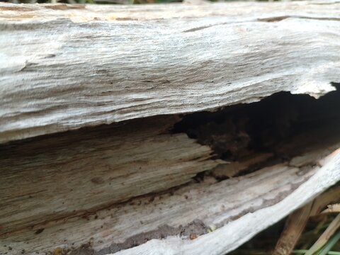 Natural wood texture of an old fallen log in the forest.