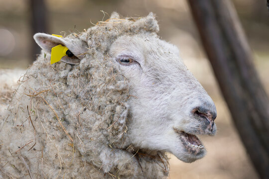 A sheep bleats softly with its mouth open, textured fleece tangled with hay. Close-up portrait of a sheep (Ovis aries) with matted wool and a yellow ear tag, captured in a natural farm environment. 
