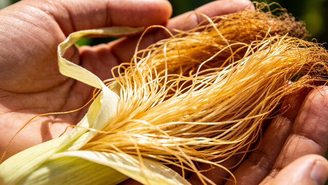 Closeup of corn silk held in hands during a sunny day in a cornfield