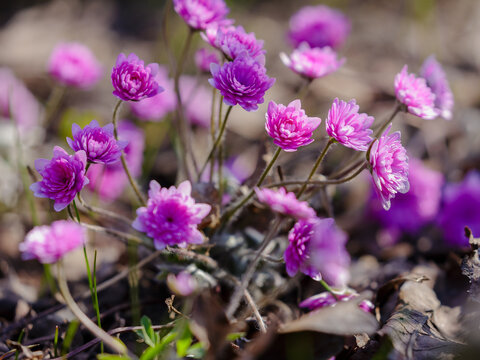 Hepatica nobilis 'Rubra Plena' is a double&mdash;leaf form of the noble liverwort (Hepatica nobilis)