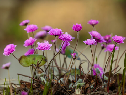 Hepatica nobilis 'Rubra Plena' is a double&mdash;leaf form of the noble liverwort (Hepatica nobilis)