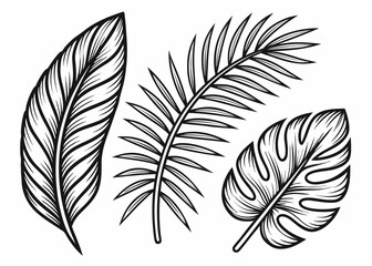 Obraz premium A collection of three different tropical plant leaves including a banana leaf and a palm frond is shown in detailed black and white line art.