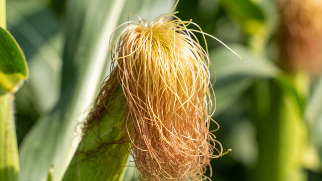 Close-up view of corn silk during the harvest season in an agricultural field