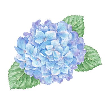 Watercolor Illustration of Blue Hydrangea Flower with Leaves 