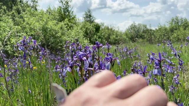 Slow motion shot of wild irises (Iris spp.) growing in the Chernobyl Exclusion Zone. The scene begins with a soft focus on blooming flowers, then a cameraman&rsquo;s hand rises from below, creating a smooth