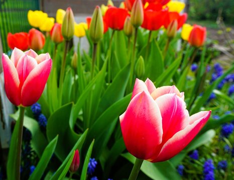 Blumenbeet mit pinken, gelben und roten Tulpen in Garten am Nachmittag im Fr&uuml;hling