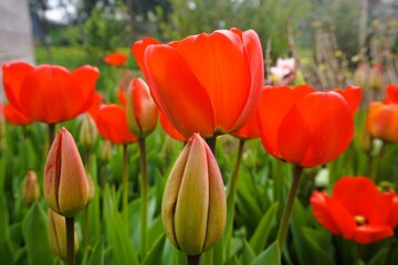 Obraz premium Blumenbeet mit roten Tulpen in Garten im Frühling