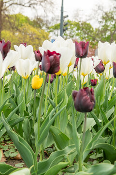Vienna, Austria. Close-up of blooming tulips in spring with shallow depth of field