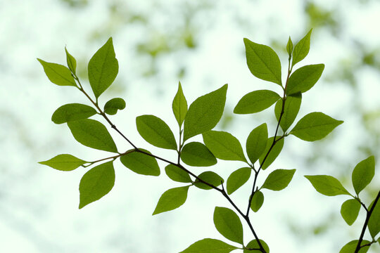 Beautiful Silhouette of Fresh Green Leaves of Japanese snowbell (Styrax japonicus) in Spring, Tohoku, Japan