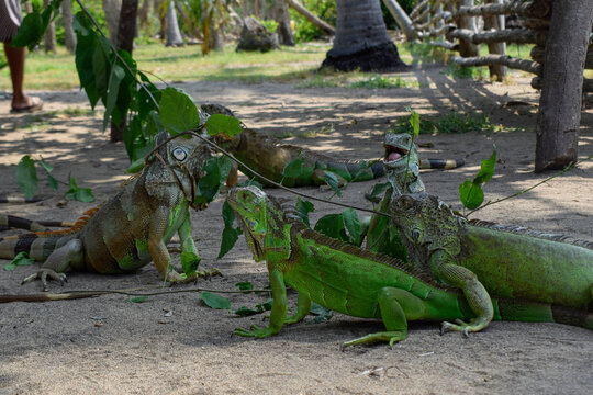 Group of Green Iguanas Feeding in Laguna Ventanilla, Oaxaca, Mexico