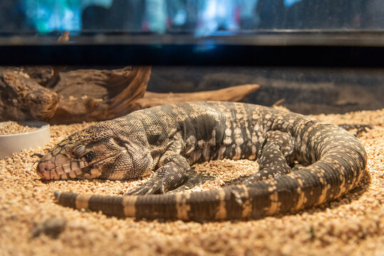 Close-up of Argentine black and white tegu (Salvator merianae) resting in terrarium. Warm side lighting highlights scale texture, shallow depth of field focuses on its relaxed face.