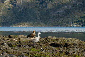 Fototapeta premium Male and female magellan goose together at Tierra del Fuego National Park in Ushuaia, Argentina