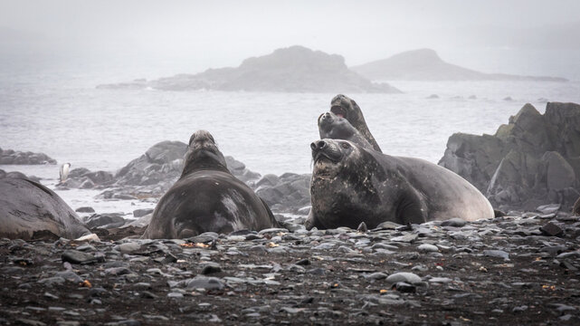 Group of Southern Elephant Seals , antarctica