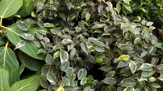 Variegated Ficus leaves and foliage close up