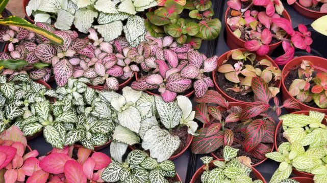 Assortment of Fittonia plants in pots
