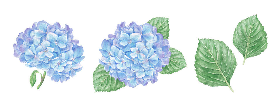  Watercolor Set of Blue Hydrangea Flowers and Leaves