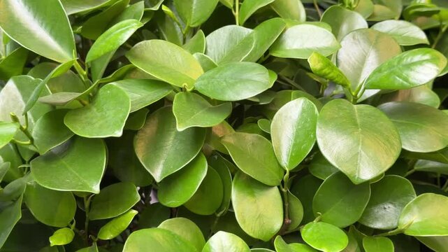 Close up of Ficus pumila plant with green leaves