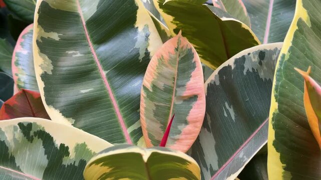 Ficus elastica plant leaves showing variegated patterns