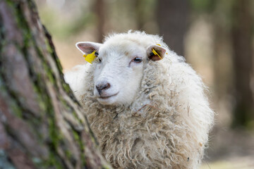 A calm sheep gazes directly at the viewer, its soft wool catching bits of hay. Portrait of a sheep (Ovis aries) with thick, textured wool and yellow ear tags, standing in a woodland farm setting.  © Kaja