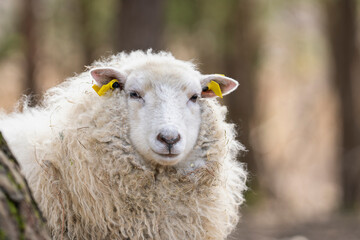 A calm sheep gazes directly at the viewer, its soft wool catching bits of hay. Portrait of a sheep (Ovis aries) with thick, textured wool and yellow ear tags, standing in a woodland farm setting.  © Kaja