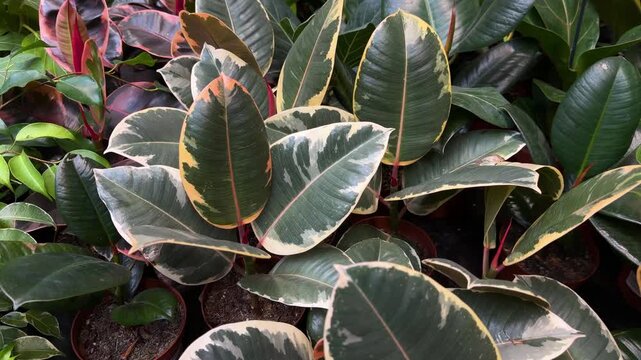 Ficus elastica plant leaves with variegated patterns
