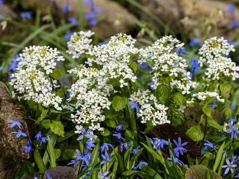 Alliaria petiolata, or garlic toad, is a herbaceous biennial plant, a species of the genus Alliaria of the cabbage family