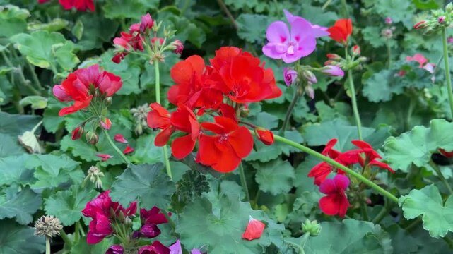 Red and pink geranium flowers blooming in garden