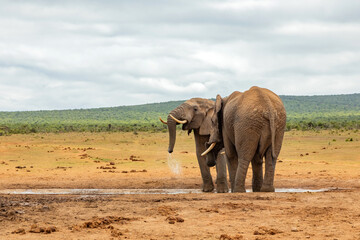 Fototapeta premium Elephant in Addo Elephant Safari Park