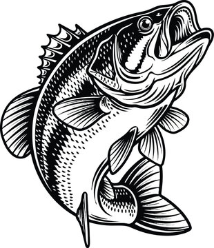 Detailed black and white illustration of a fierce walleye fish portrait