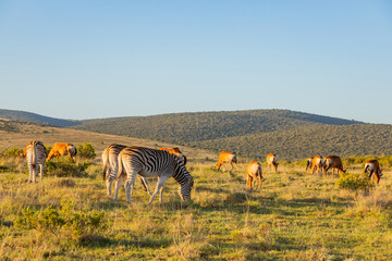 Fototapeta premium Zebra in Addo Elephant Safari Park