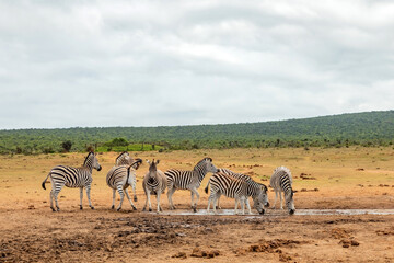 Obraz premium Zebra in Addo Elephant Safari Park