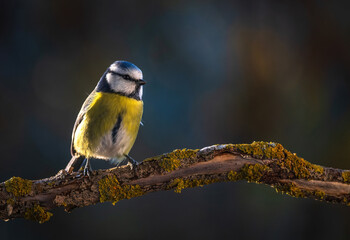 Blue tit ( Cyanistes caeruleus ) close up © pro photography plus