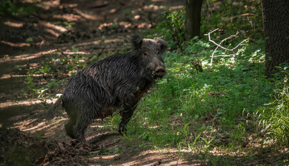 Fototapeta premium Wild boar ,,Sus scrofa,, in its natural environment, Danubian wetland, Slovakia
