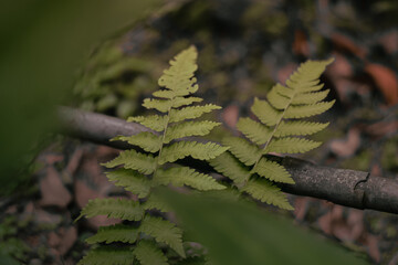 fern leaf in the forest © irosha