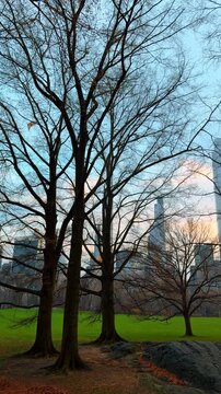 Bare trees in Central Park with Manhattan skyscrapers background. Tall leafless trees on green lawn in Central Park New York with city skyline under blue sky.