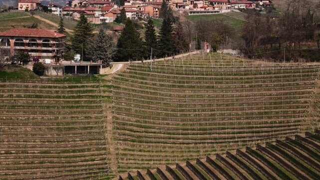 Italian vineyard landscape and geometric vine rows leading to Castiglione Falletto village, Piedmont, Italy