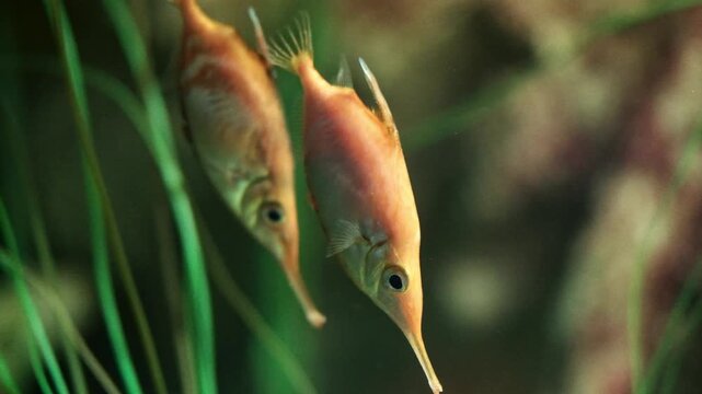 Orange long spine snipe fish in an aquarium