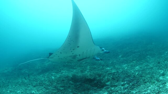 manta ray swim elegant underwater around corals ocean scenery scuba divers to see 