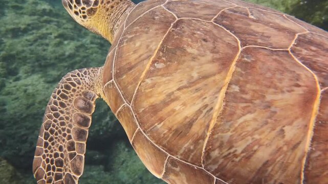 green sea turtle Chelonia mydas underwater swim slow motion with sun ocean scenery blue water