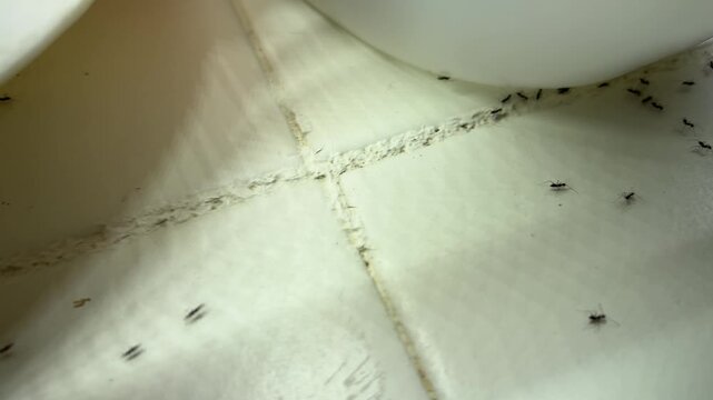 Close up of ants crawling on tiled floor near container edge highlighting infestation hygiene issue and household pest activity in indoor environment