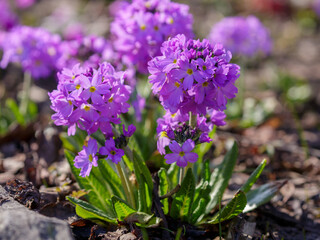 Obraz premium Primrose, also known as small -toothed primrose ( Latin- Primula denticulata ), is a perennial herbaceous plant of the genus Primrose