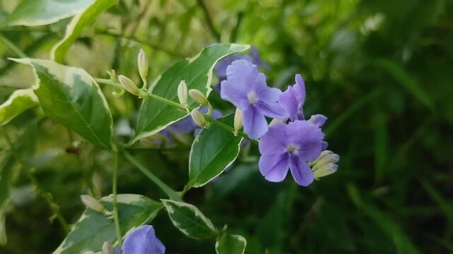 Sky Flower
