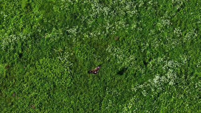 Top down drone shot of a large bird gliding over green grass before coming to a rest.
