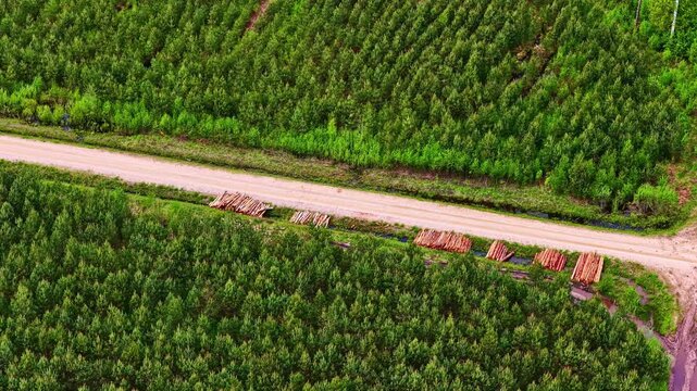 Drone footage showing stacked logs along a dirt road through a young, managed evergreen forest.