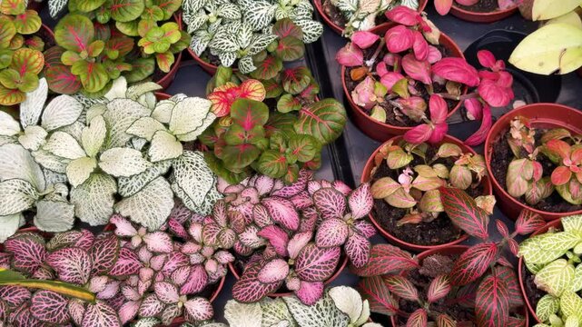 Fittonia plants with colorful variegated leaves in pots Assortment of potted nerve plants with varied leaf patterns
