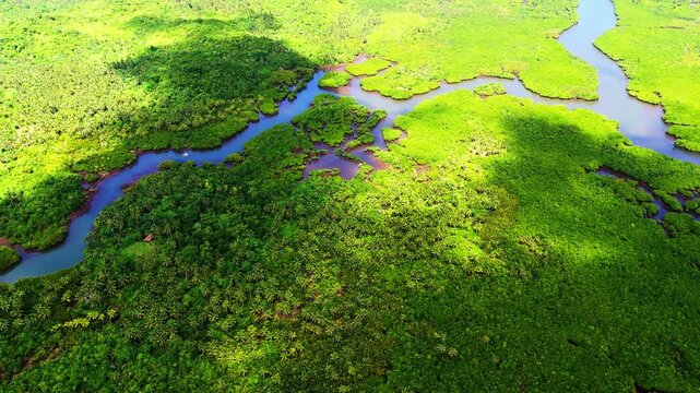 Wide-angle drone view of the Maasin River valley in Siargao. Vast expanse of coconut palms and tropical rainforest stretching towards the horizon under a bright Philippine sun