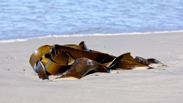 Kelp on a beach in South Africa as waves wash up on the sand