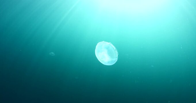 moon jellyfish scenery underwater moving slow and close sun beams and sun rays ocean scenery aurelia aurita backgrounds