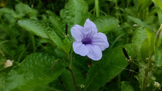 Beautiful purple Ruellia simplex or Mexican petunia or Kencana ungu flowers are blooming in the garden